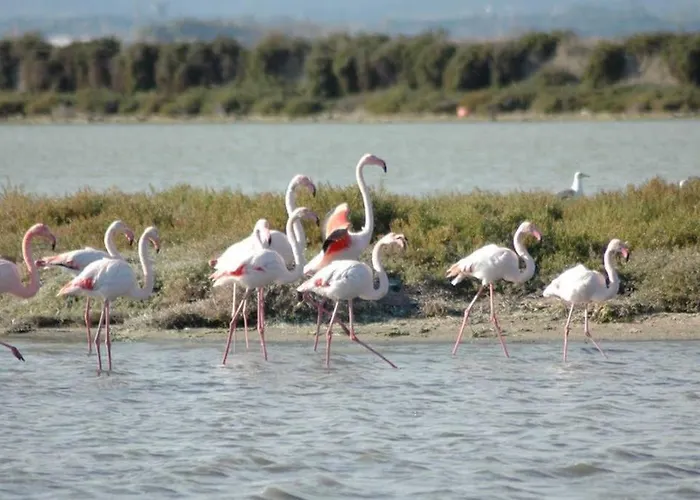 Maisonette L'olivier Daire Pérols